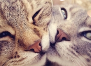 爱游戏体育官网-塔图姆关键一击定乾坤，上海队终结活塞连胜神话